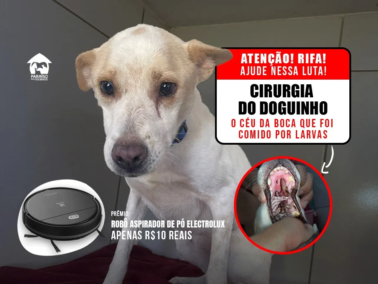 Ajude na cirurgia do Doguinho!