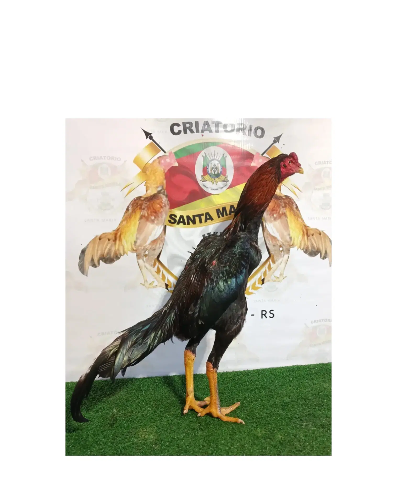 CHAPECÓ PRETO