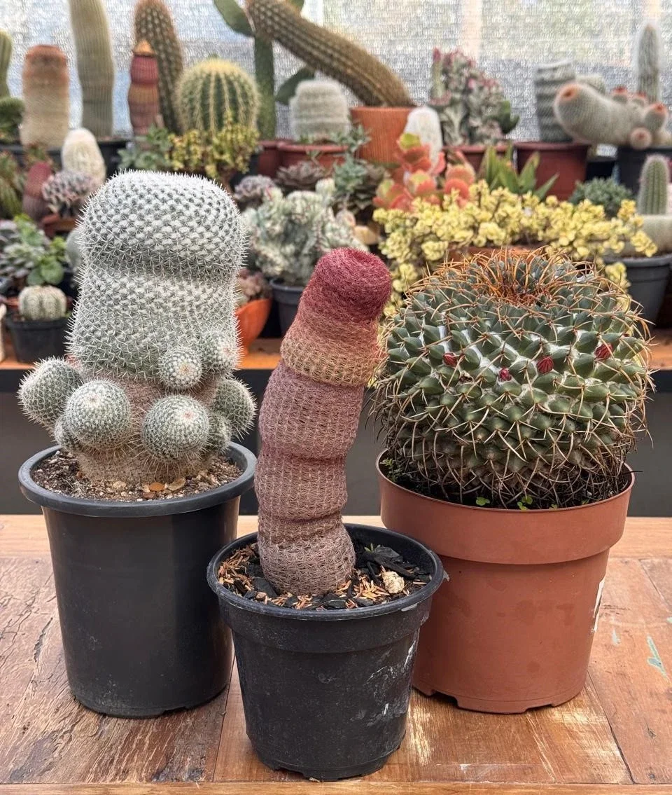 Rifa Cactos dos sonhos