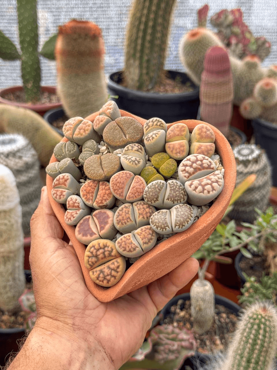 Rifa Coração de Lithops