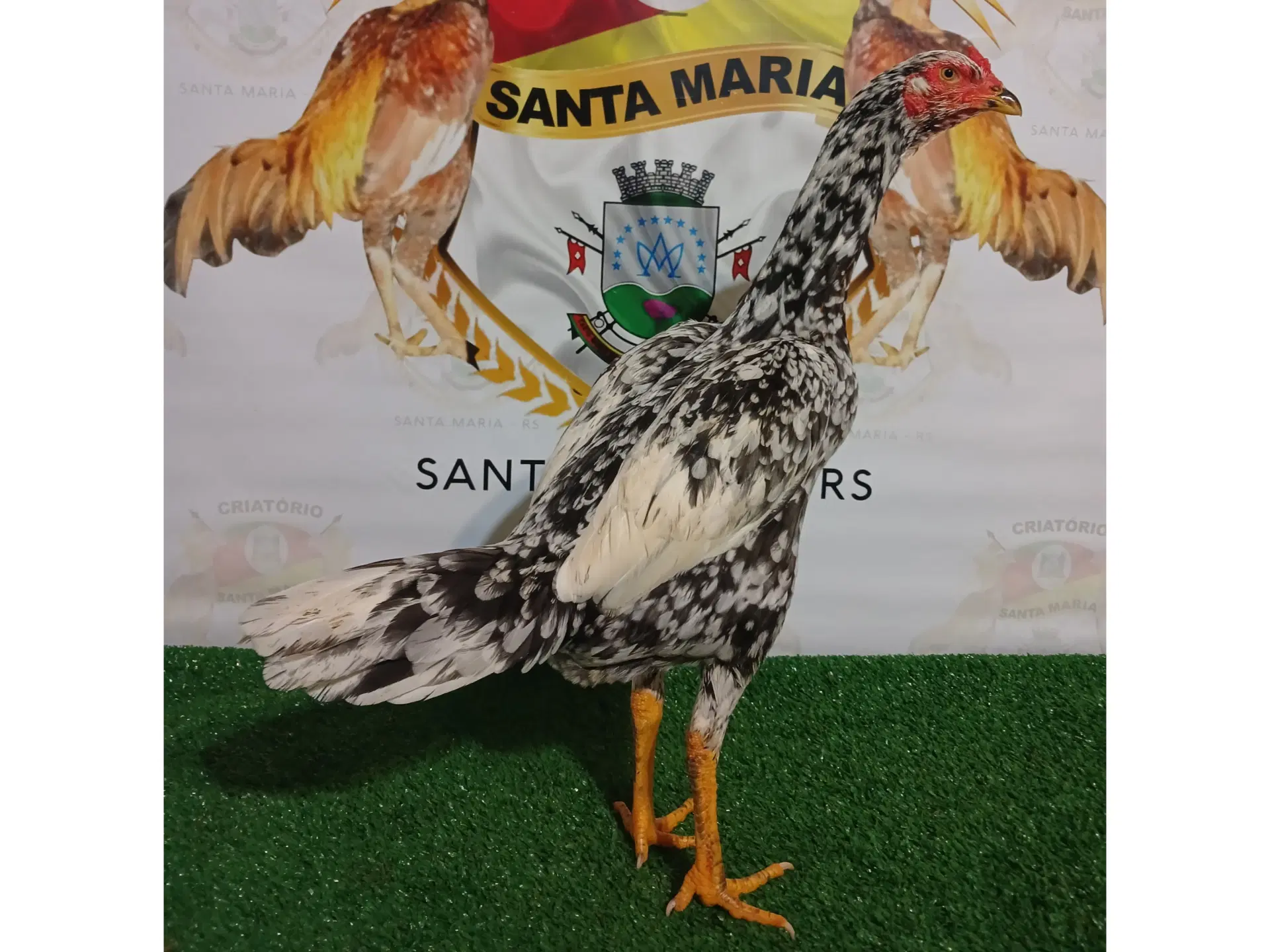 1ª imagem da campanha