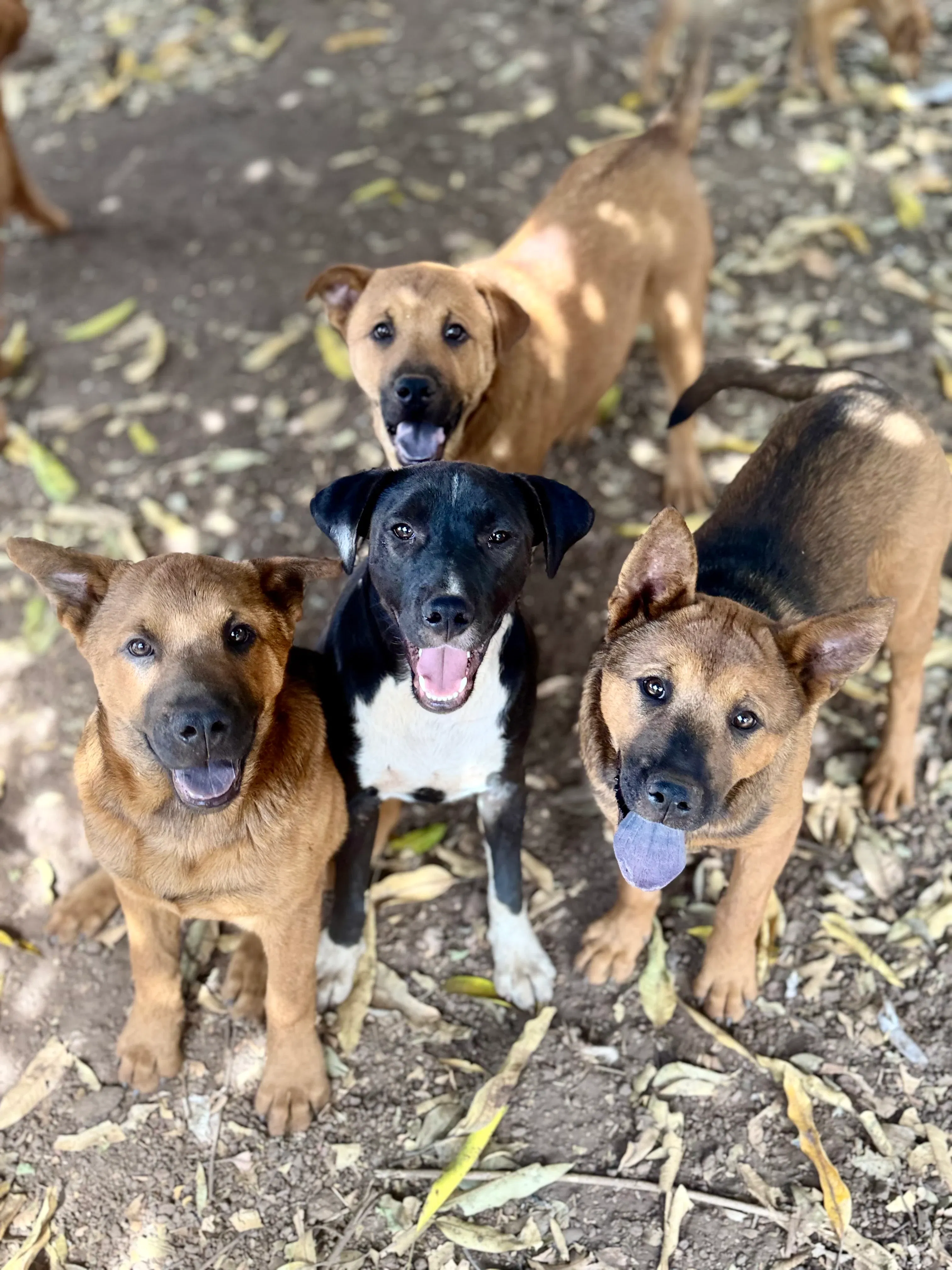 Campanha Alma de patas