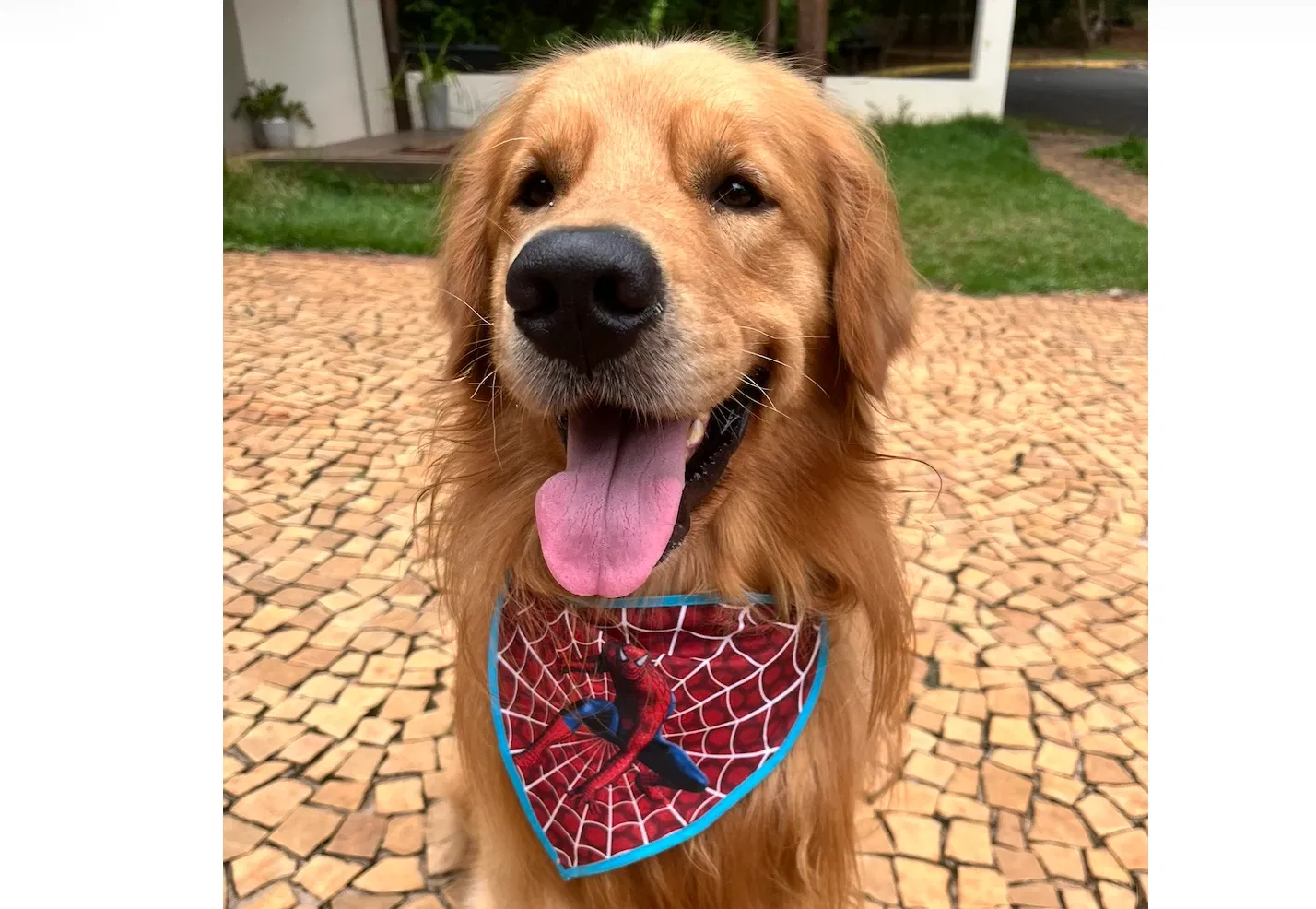 Ajude o Mickelângelo