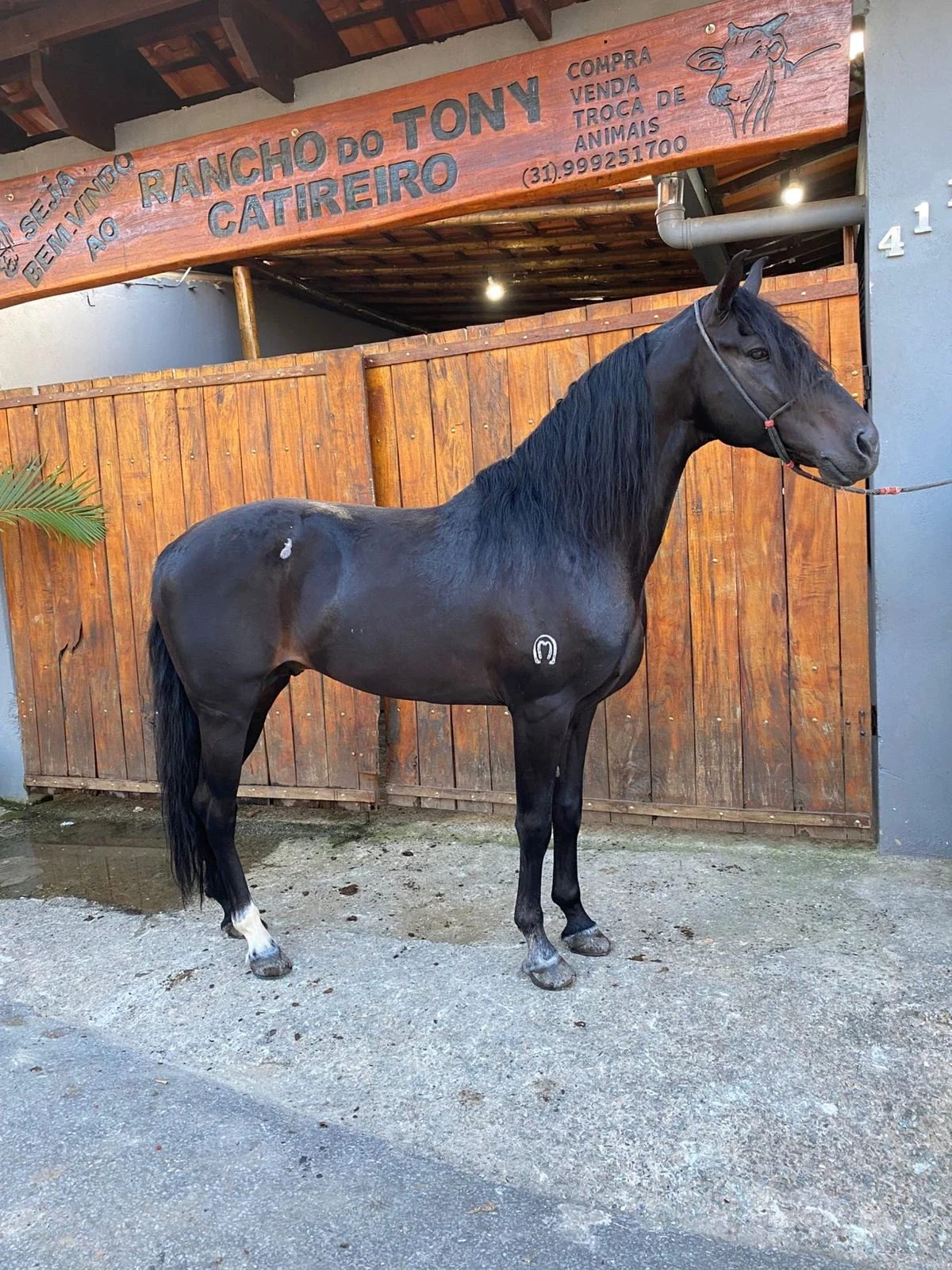GARANHÃO OU 20K